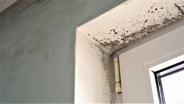 Best Real Estate Mold Inspection  in Gananda, NY