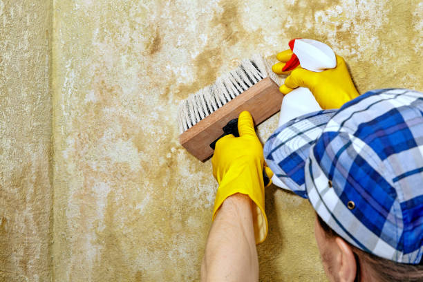 Best Post-Construction Mold Inspection  in Gananda, NY