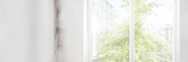 Best Mold Prevention Services  in Gananda, NY
