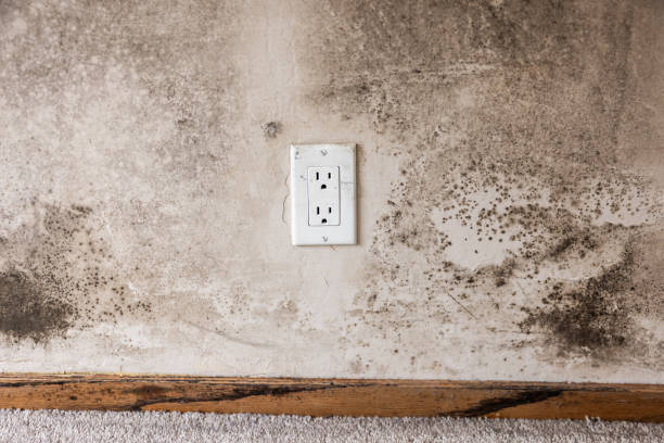Best Mold Documentation for Insurance Claims  in Gananda, NY